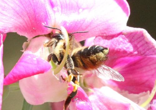 Réf. 303 991 : Megachile sp.